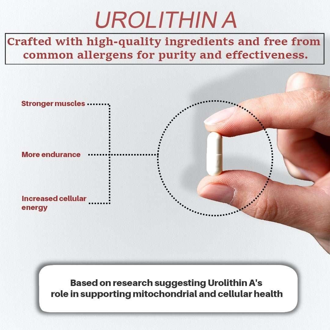 Hand holding white Urolithin A capsule supplement, highlighting muscle strength, endurance, and cellular energy benefits.